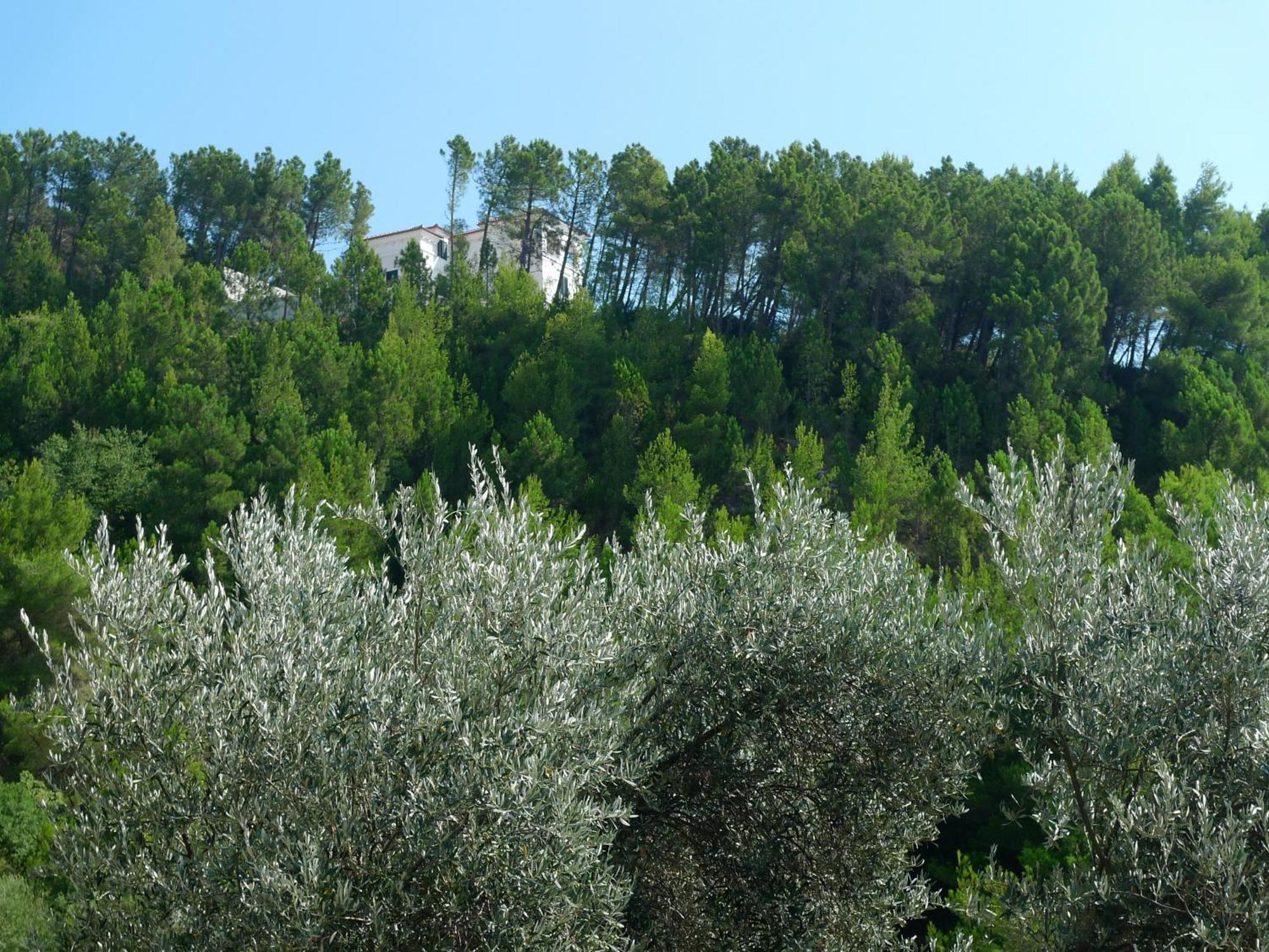 Apartments Maslina Sveti Stefan Dış mekan fotoğraf